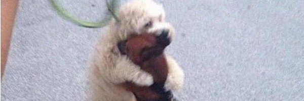 huntychan Profile Banner