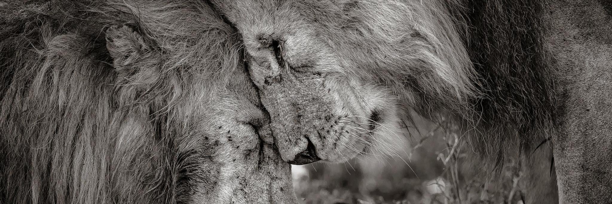 LejdaToci's profile banner image