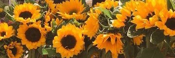 Cataliaaaaa's profile banner image