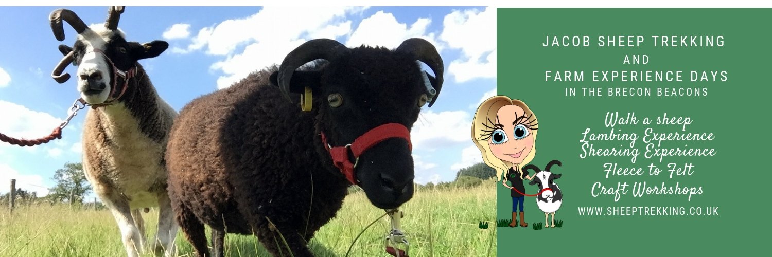 Jacob Sheep Trekking banner