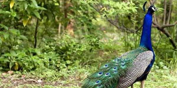 veerHim's profile banner image