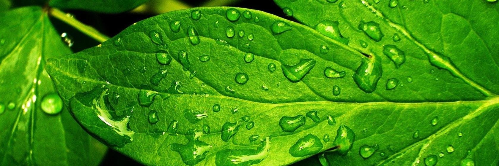 localleaf_'s profile banner image