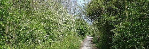Clifton Backies banner