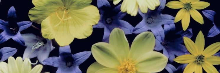 probablymiranda's profile banner image