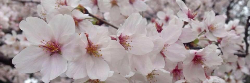 NETTE_NETTE_D's profile banner image