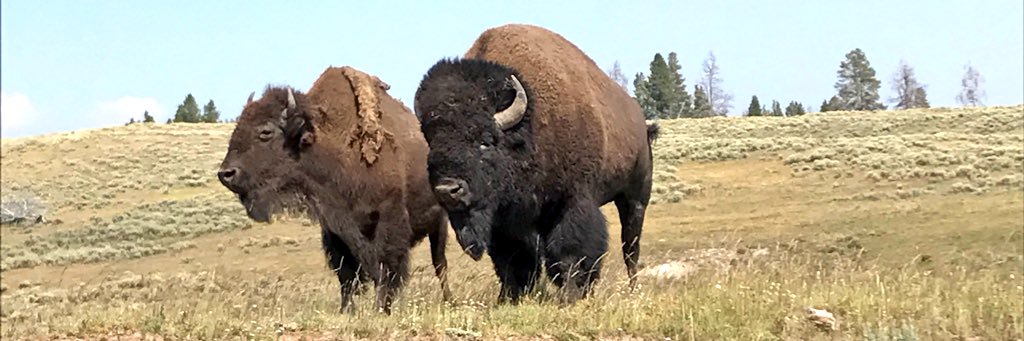 Montana Buffalo 🦬🦬🦬 banner