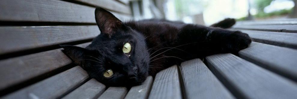 Your Cat Rules banner