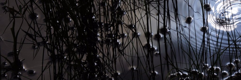 Adam Collison banner