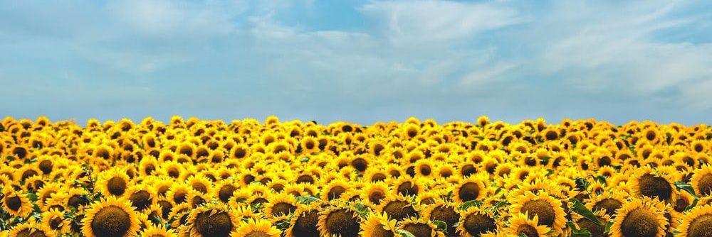 Jenny Rodgers banner