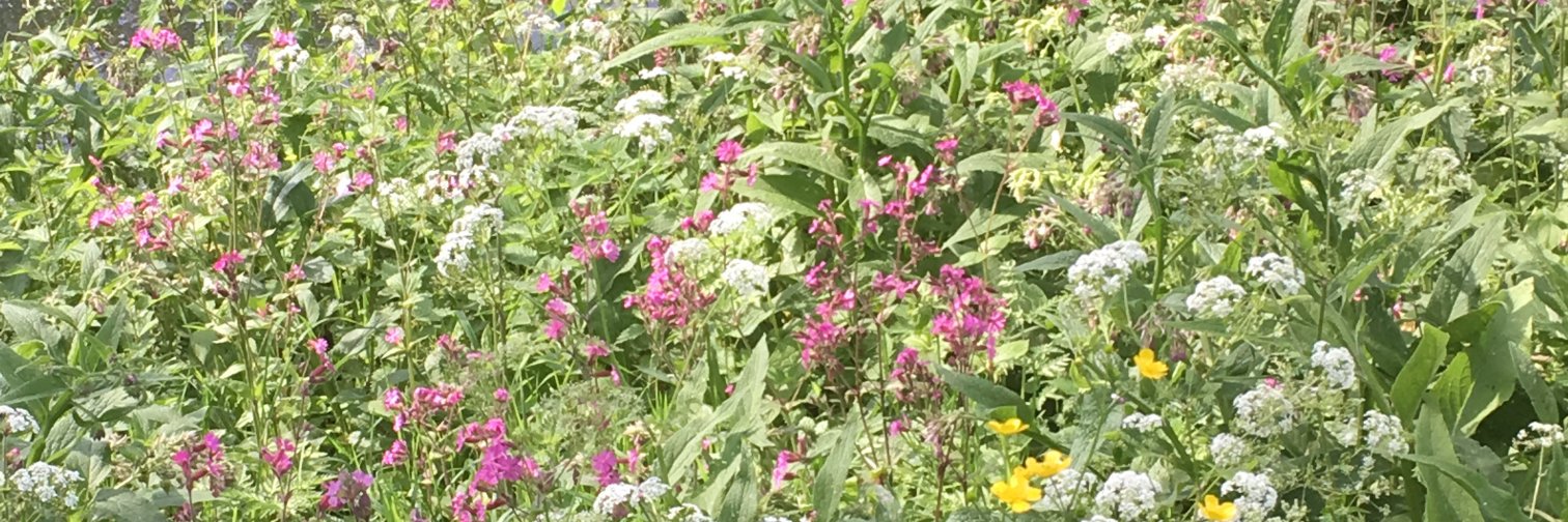 NancyBatens's profile banner image