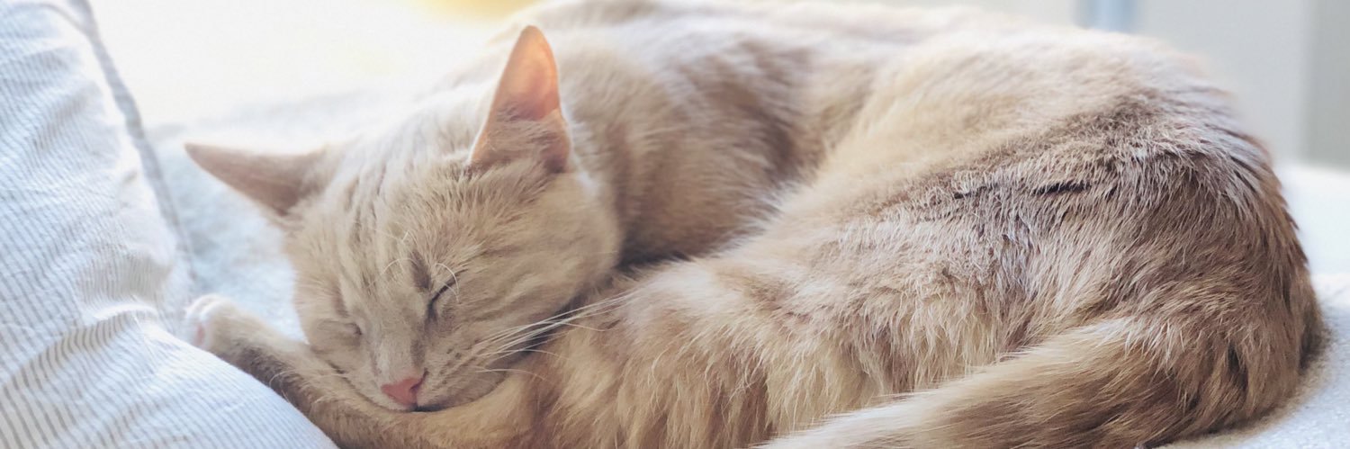 mercifulCAT's profile banner image