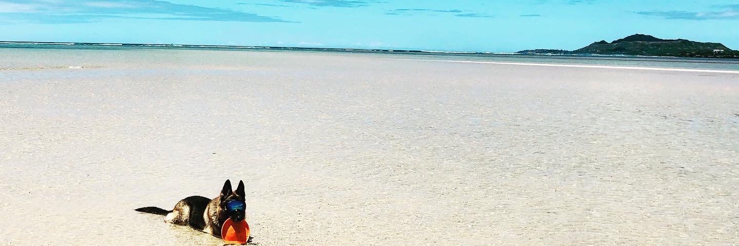 beachmonkie's profile banner image