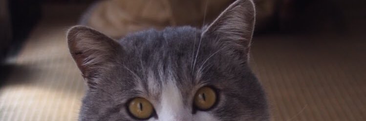 Chu_love5's profile banner image
