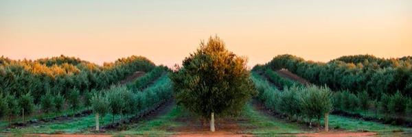 CobramEstate Profile Banner