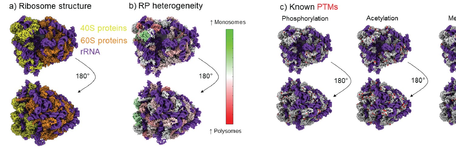 Ribosome Papers banner