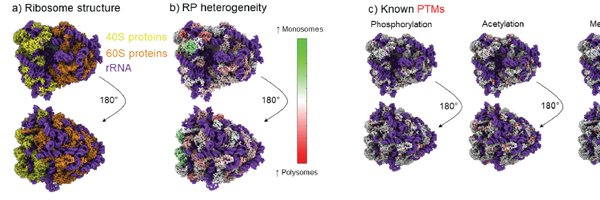 ribosome_papers Profile Banner