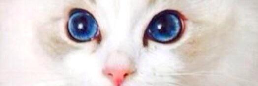 IronhideDaCat's profile banner image