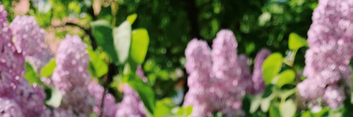 esilfverskiold's profile banner image