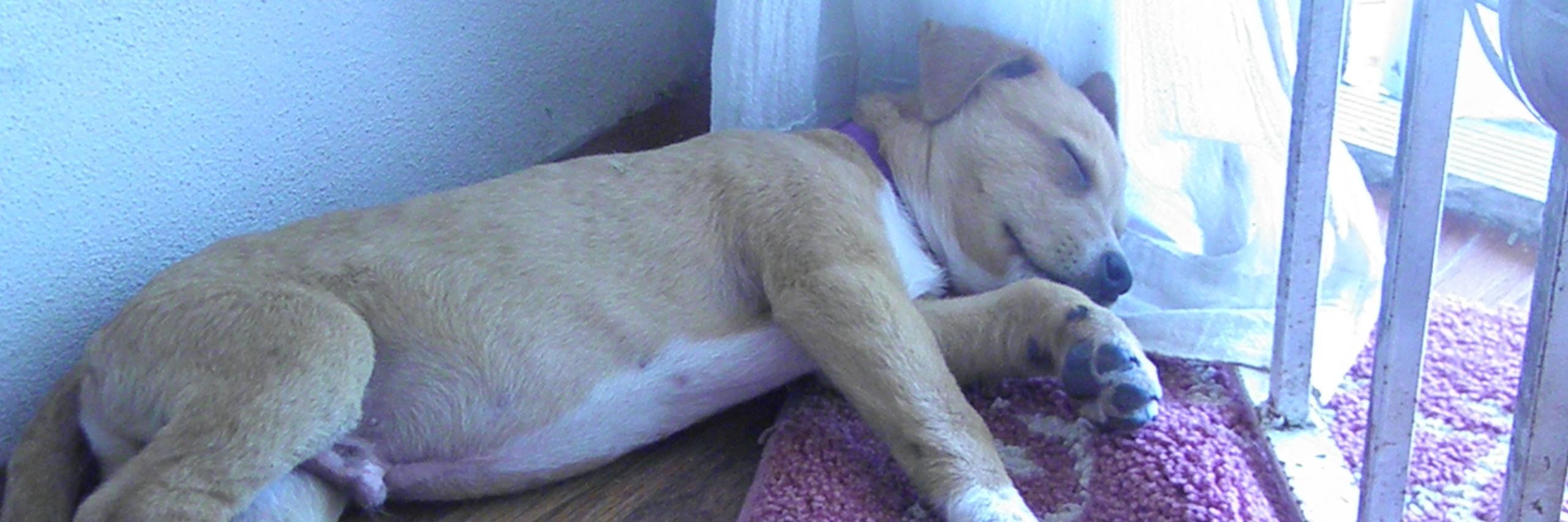 Bahamas Humane Soc banner