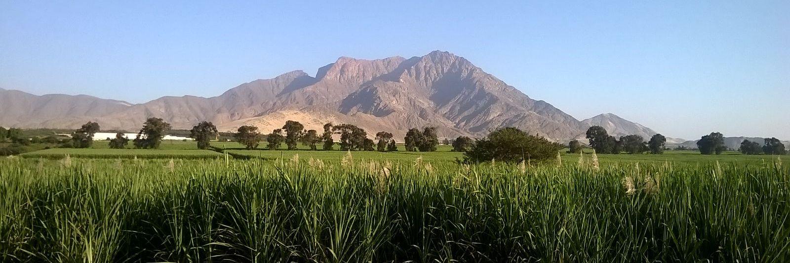 Marcelo Vera Paredes banner