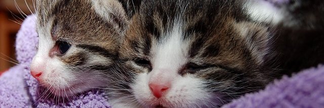 CatSoundsApp's profile banner image