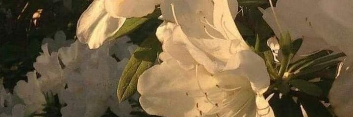 LissPadillaa's profile banner image