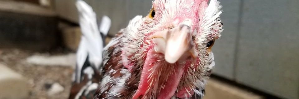 Rhapsie's profile banner image