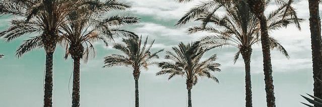 AnaPaulayala's profile banner image