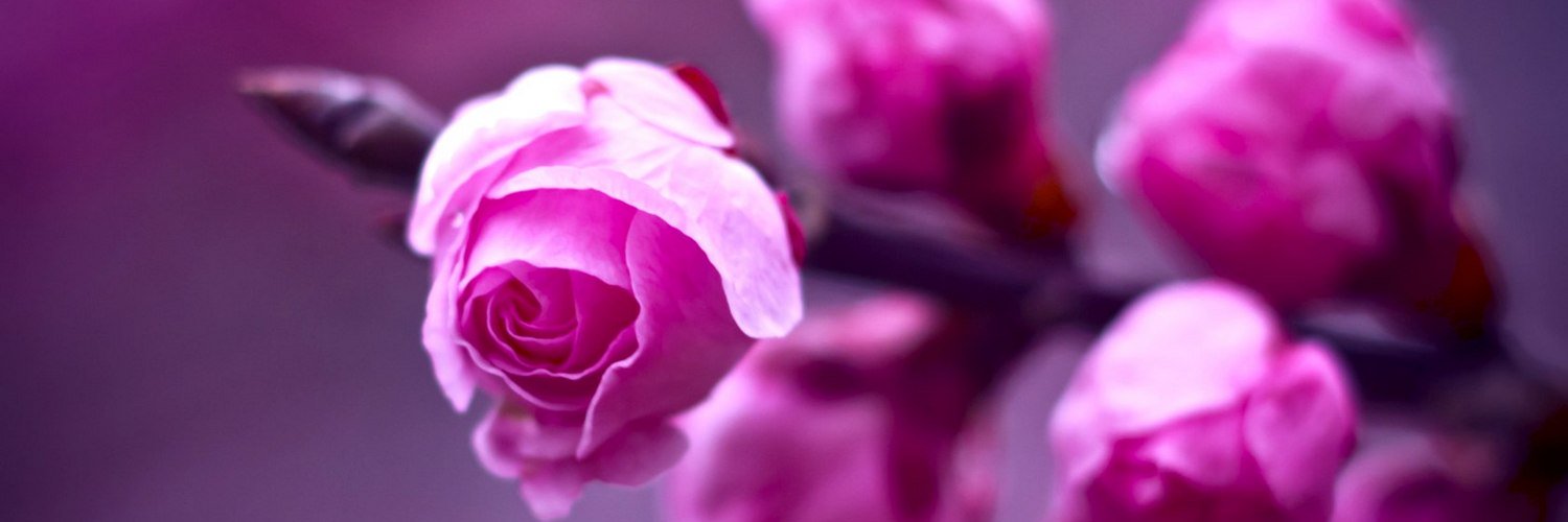 BrevangiKeyprep's profile banner image