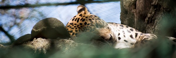 pritam94 Profile Banner