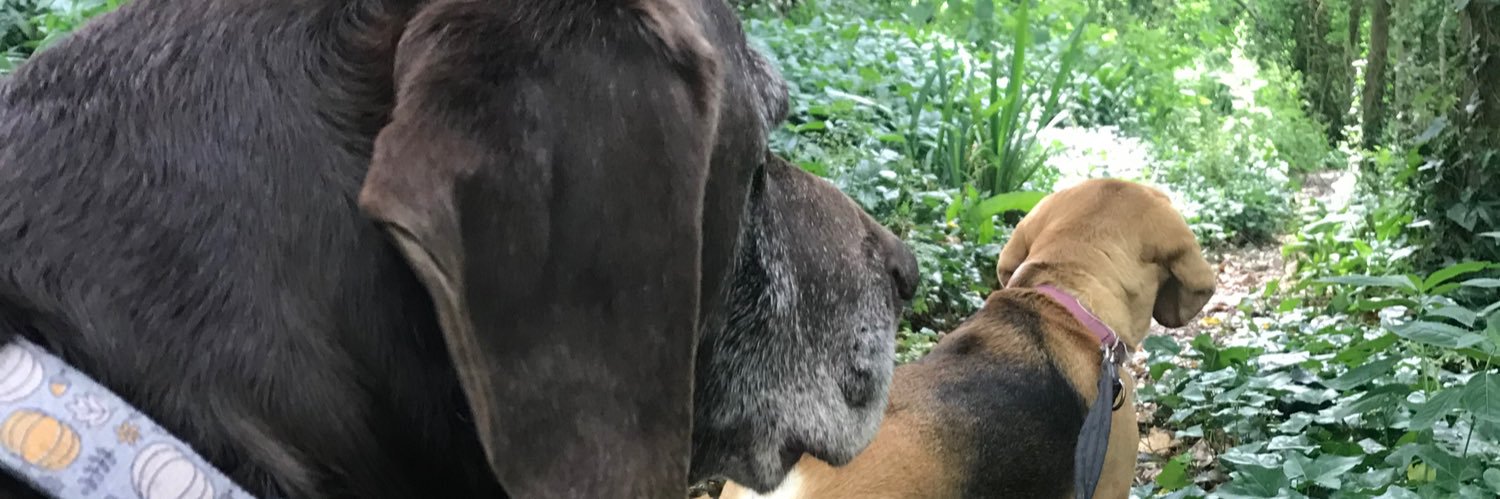 SammyDimmock's profile banner image