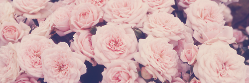 vvirginiavv's profile banner image
