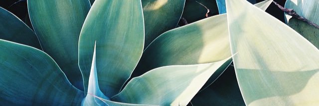 Lexi Whelan banner