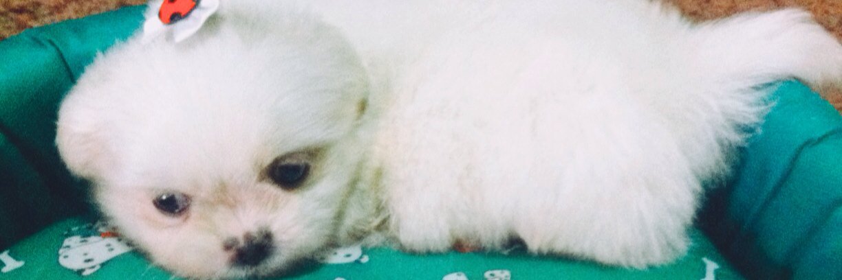 LeePaiola's profile banner image