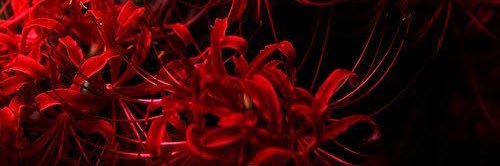 okitune5050's profile banner image