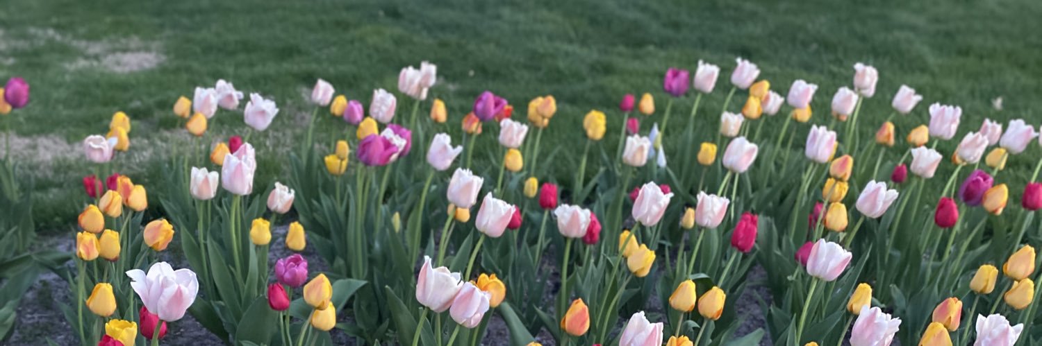 bellabellarose0's profile banner image