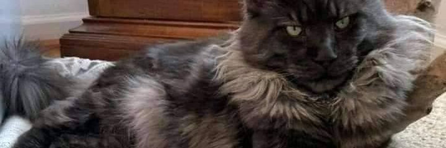 Tassel Ears Maine Coon Cattery (TasselEarsCats) / Twitter