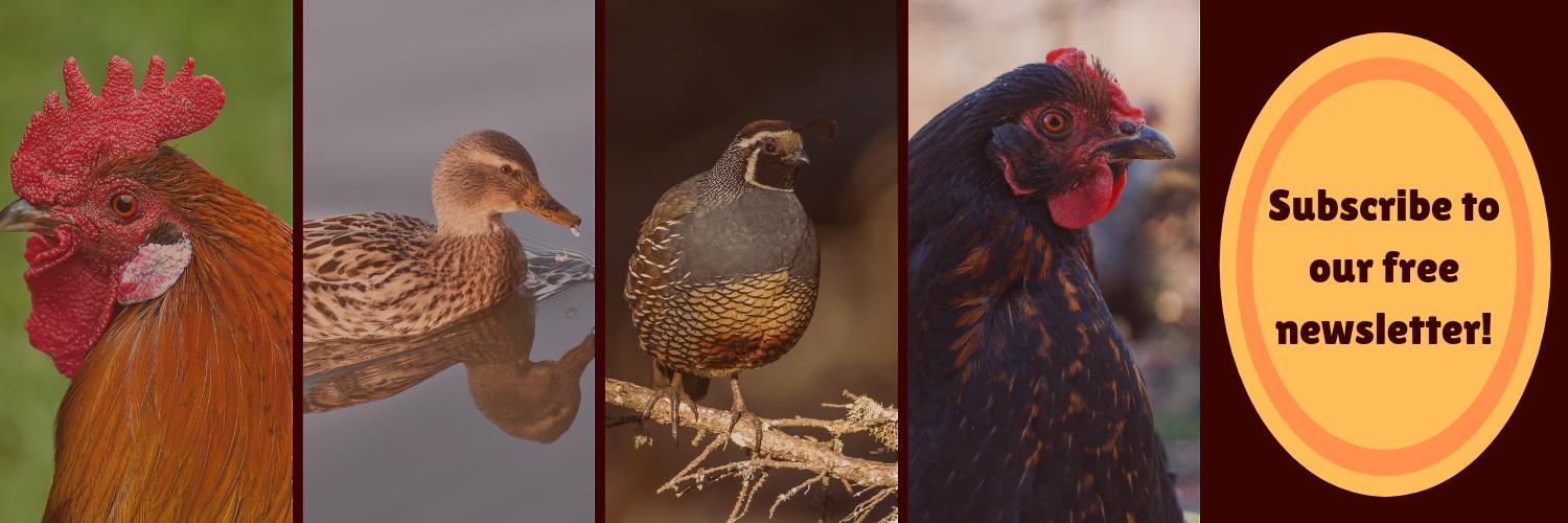 cchickens's profile banner image