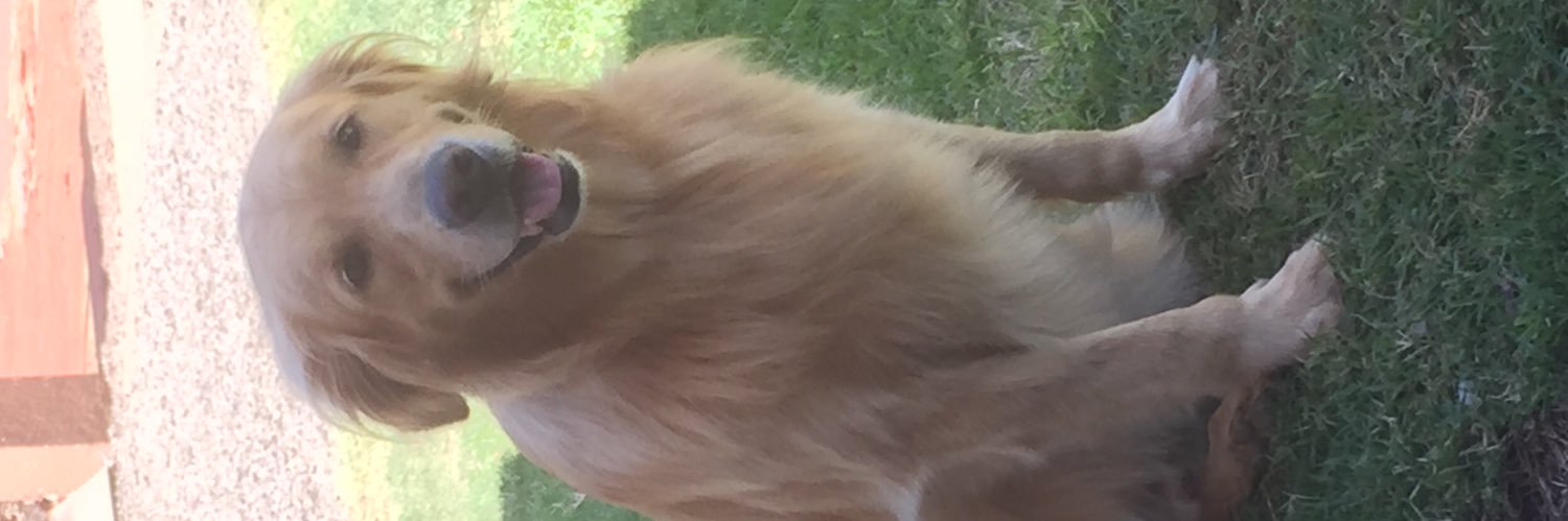 rainszin's profile banner image
