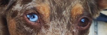 Alex Martinez banner