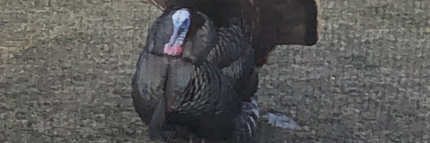 vtdeerhunter75's profile banner image