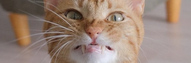 CODEX_LOWKEY's profile banner image