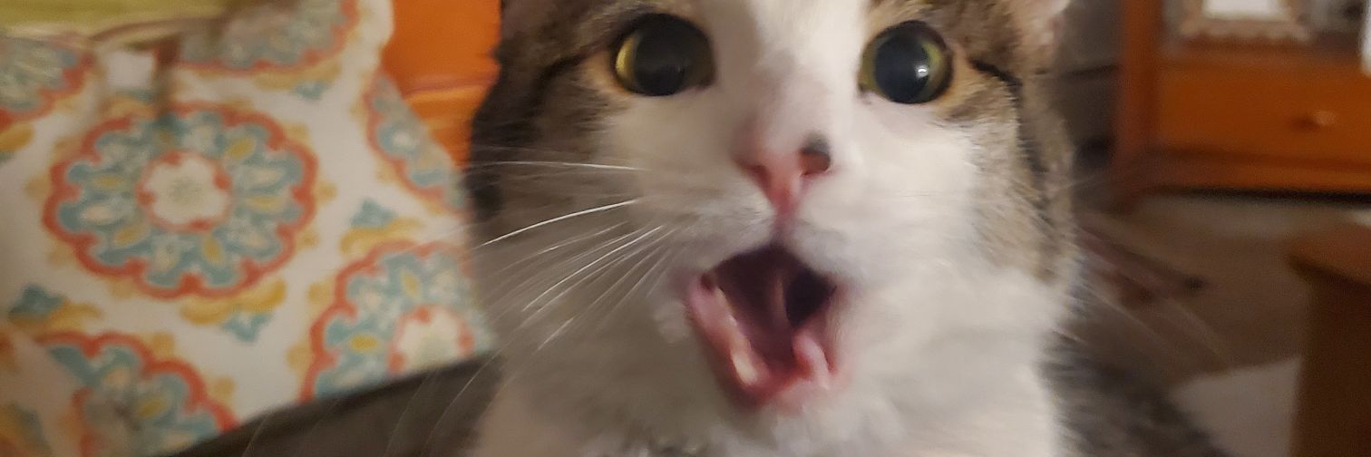 Trenanigans's profile banner image