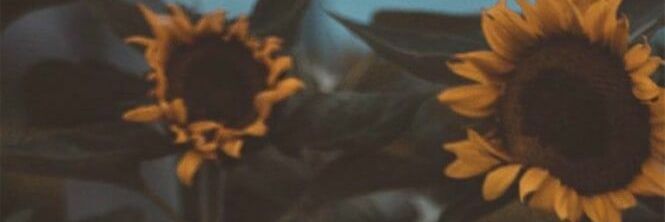dynea3's profile banner image