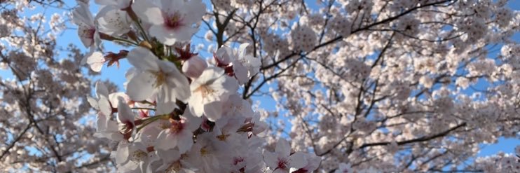 miocama's profile banner image