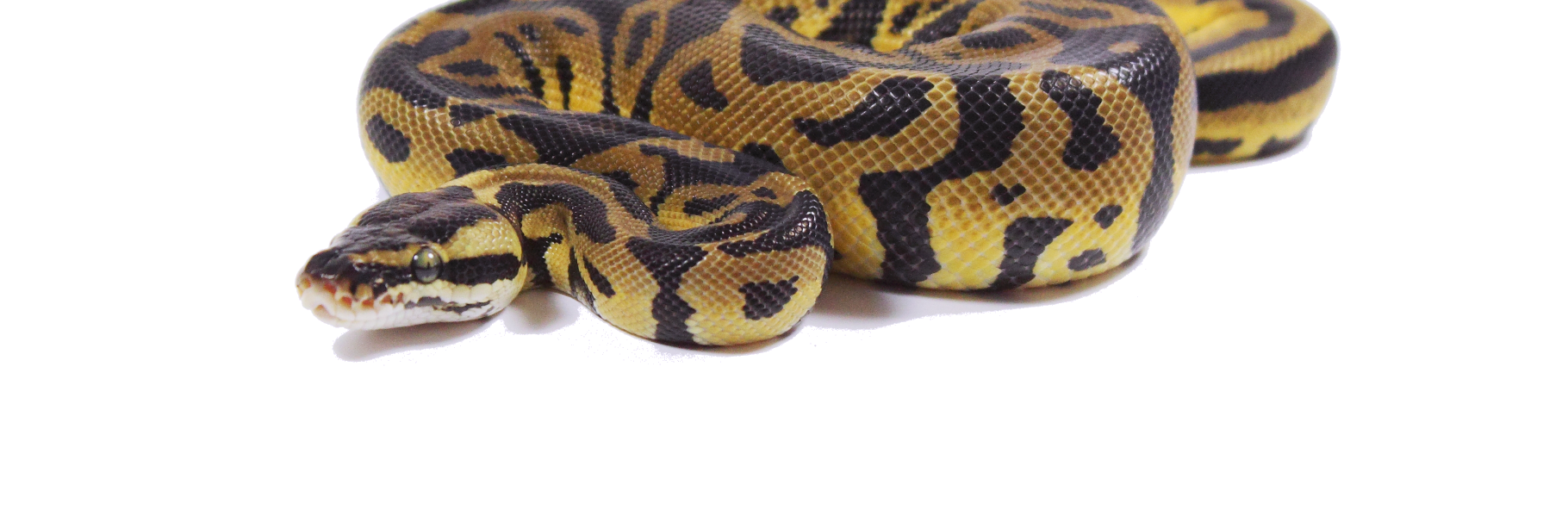 endlessmorphs's profile banner image