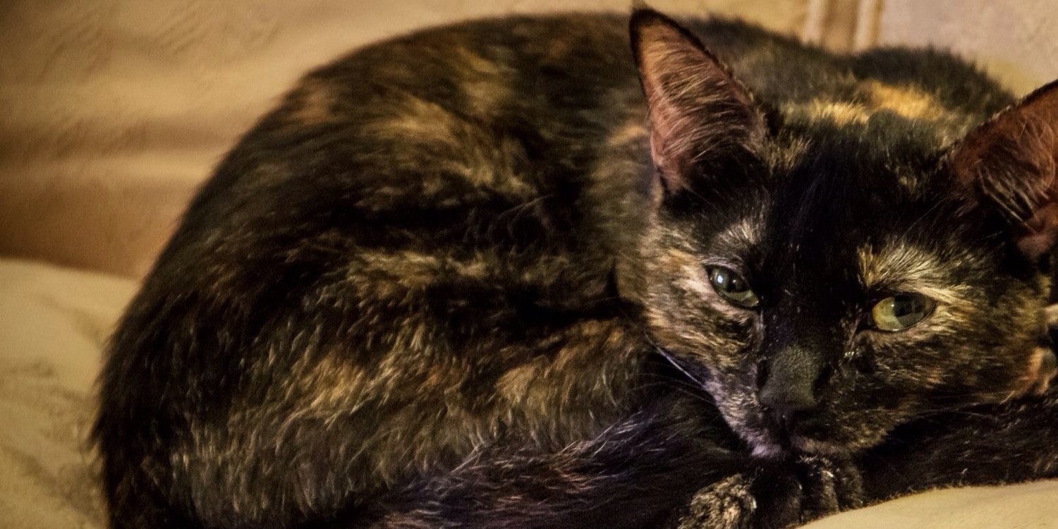Toastthecat's profile banner image