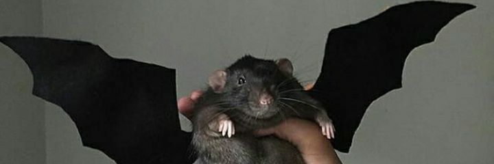ioreos_'s profile banner image