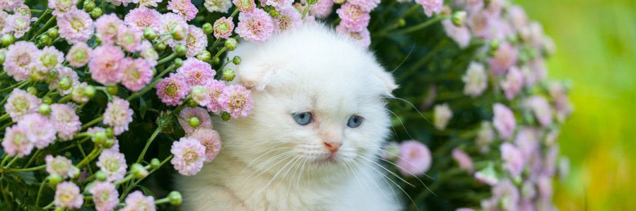 🌸Citlaly🌸 banner