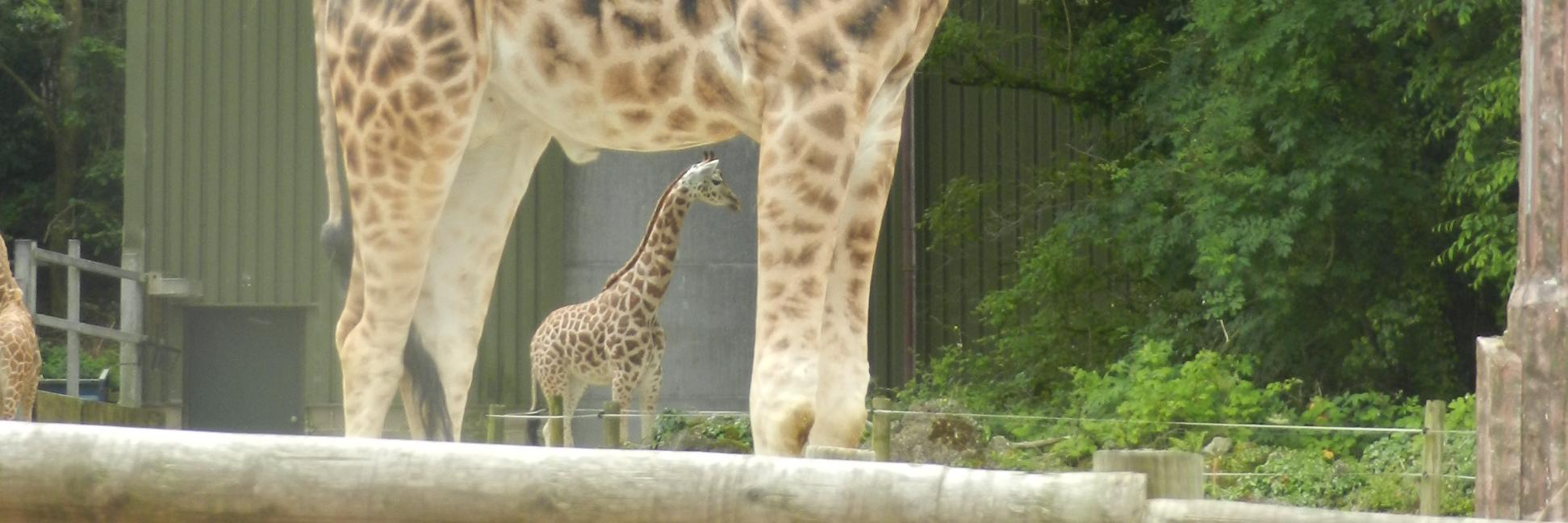 Jan Corboy MCCT banner